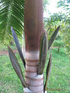 Acanthophoenix rousselii 1 plantule/1 Acanthophoenix rousselii palm seedling