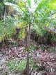 Acanthophoenix rubra 1 plantule/1 Acanthophoenix rubra palm seedling