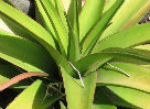 Aloe macra Mafate 10 graines/10 Aloe macra Mafate seeds