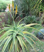 Aloe thraskii 20 graines/20 Aloe thraskii seeds