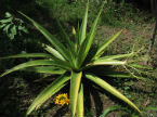 Aloe tormentorii 1 plantule/1 Aloe tormentorii seedling