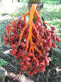 Areca vestiaria orange 1 plantule/1 Areca vestiaria seedling