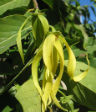 Cananga odorata Ylang-ylang 20 graines/Cananga odorata 20 seeds