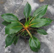 Chlorophytum amaniense 1 plantule/Chlorophytum amaniense 1 seedling