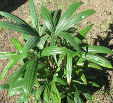 Chuniophoenix nana 1 plantule/1 Chuniophoenix nana seedling