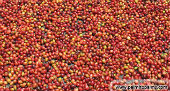 Coffea arabica 1 plantule/1 Coffea arabica seedling