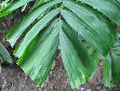 Drymophloeus subdistichus 3 plantules/Drymophloeus subdistichus 3 seedlings