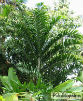 Dypsis lanceolata 1 plantule/1 Dypsis lanceolata seedling