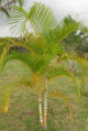 Dypsis lutescens 1plantule/1Dypsis lutescens seedling