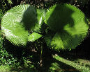 Licuala peltata sumawongii 1 plantule/1 Licuala peltata sumawongii seedling