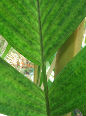 Pinanga coronata 1 plantule/1 Pinanga coronata seedling
