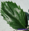 Reinhardtia simplex 1 plantule/1 Reinhardtia simplex palm seedling